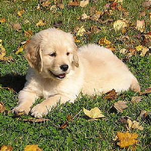 Miniature Goldendoodle Puppies Family Friendly and Low Shedding
